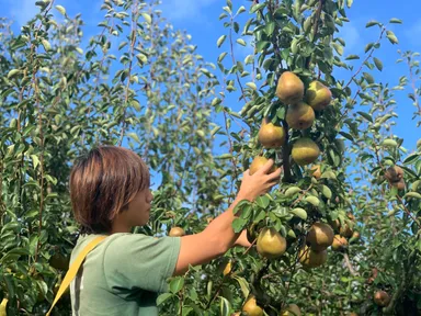 ギリギリまで収穫しない