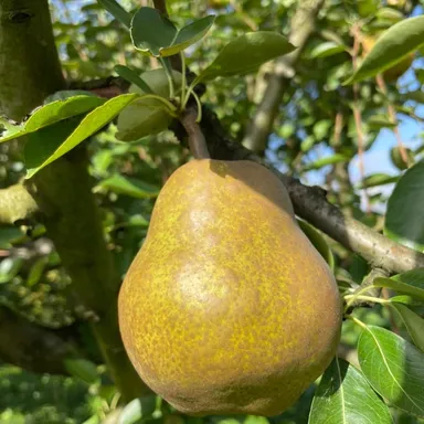 熟成したラフランス