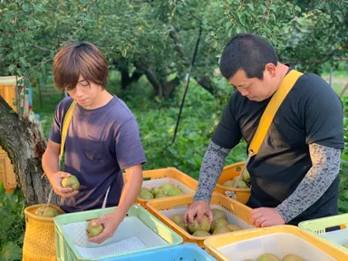 熟すのが早い枝先からの収穫を徹底