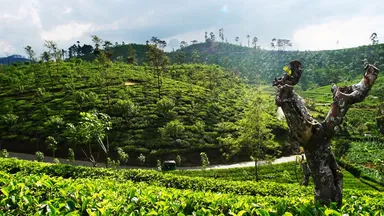 ハーリントン茶園