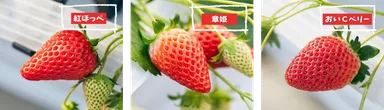 3種のいちごをお楽しみいただけます！
