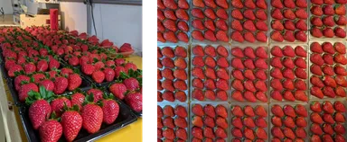 お家でミライバナいちごを！