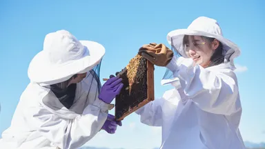 キャンパスでミツバチを飼育