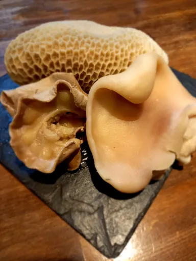 右下：豚の耳、左下：小腸、上：ハチノス