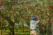 青森のりんご農家