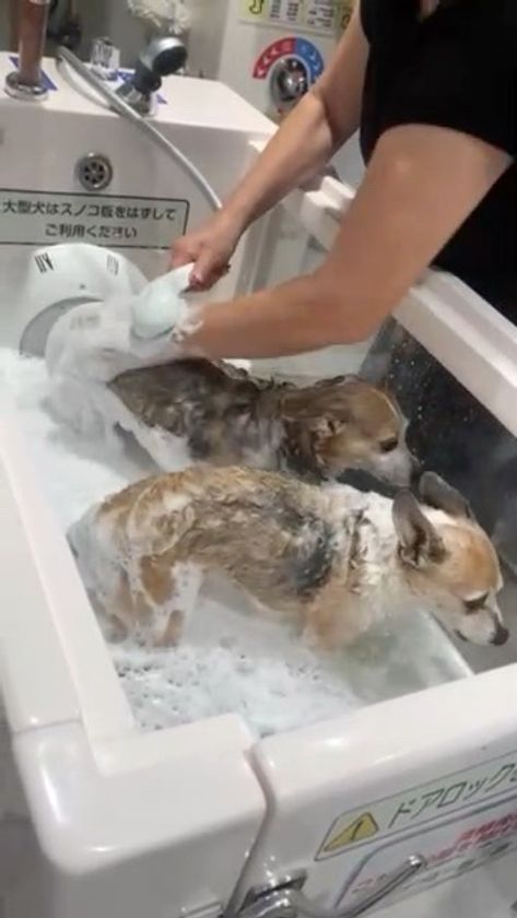 犬用マイクロバブルバス(大型犬用)