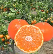 ［Foody's］山下紅早生 2.5kg