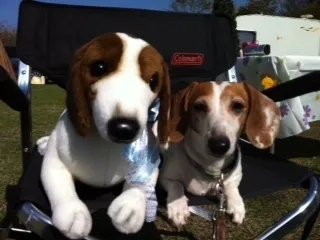 オリジナルぬいぐるみ　作品例