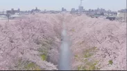 ドローンで上空から満開の桜を撮影