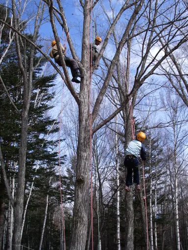 ツリークライミング