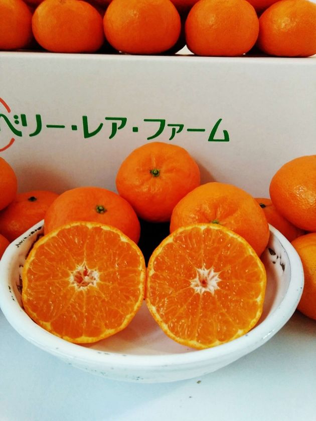 生産者をサポートする産地直送通販サイト「鮮菜」 新規商品“とても希少な「みかん」”の取り扱い開始！｜株式会社サウンドエフのプレスリリース