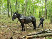 馬の力も借りながらの森の作業