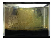 図1.珪藻が出現した室内飼育容器  