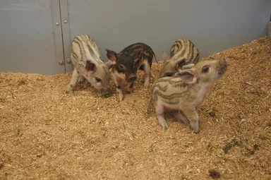 マンガリッツァ豚　仔豚