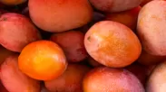 収穫したマンゴー