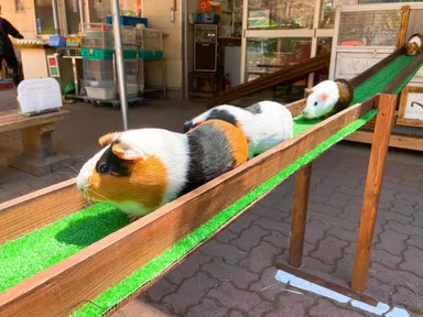 “モールウェイ” イメージ