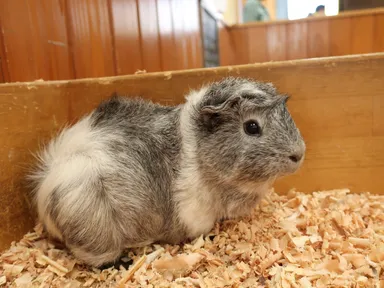 モルモット イメージ