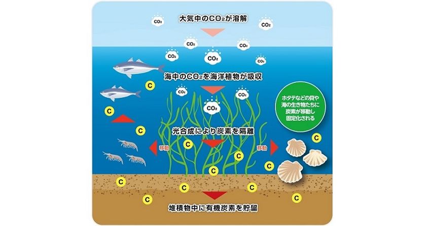 セメダインが環境配慮型の超多用途弾性接着剤を開発 バイオマスマーク認定商品「スーパーXナチュラ」を発売｜セメダイン株式会社(コード番号：4999  東証第二部)のプレスリリース