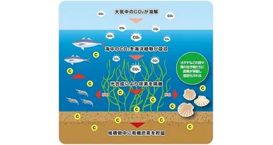 ブルーカーボンのイメージ図