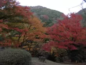 丸山公園紅葉3
