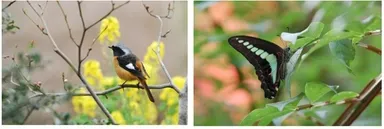 実を食べにやってきたジョウビタキ／ニシキギにとまるアオスジアゲハ