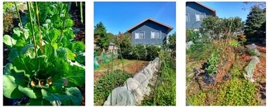 芽キャベツ／庭の北と東で、左からイチジク、ナスの跡、サツマイモの残り、白菜と春菊等を防中網でカバー、エンドウ豆と空芯菜