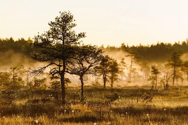 エストニアピート画像1