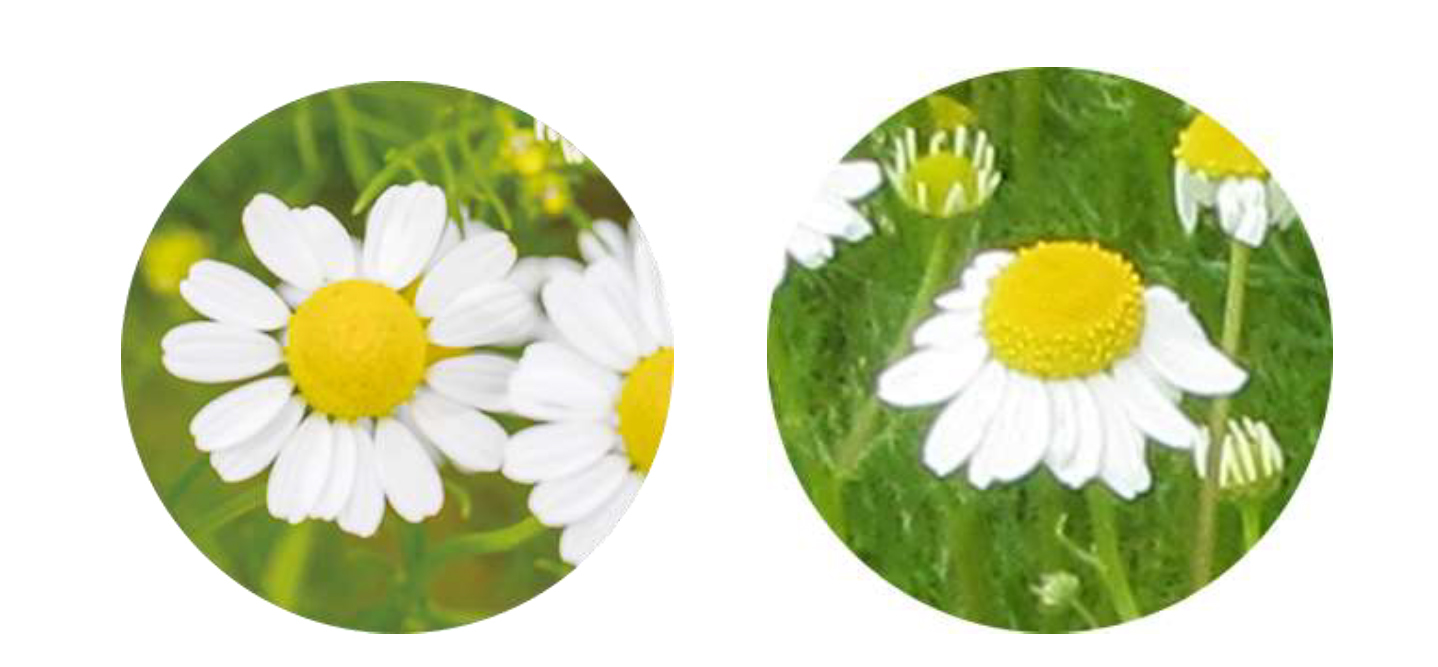 nyomorult svájci anti aging