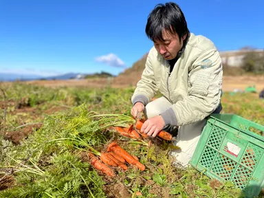 社員による収穫風景