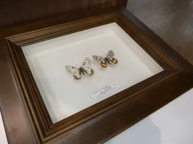 お城が買える蝶