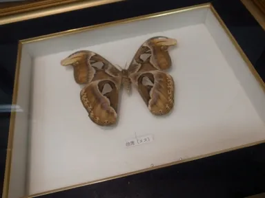 世界で一番大きな蛾