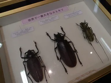世界で一番大きなカミキリ