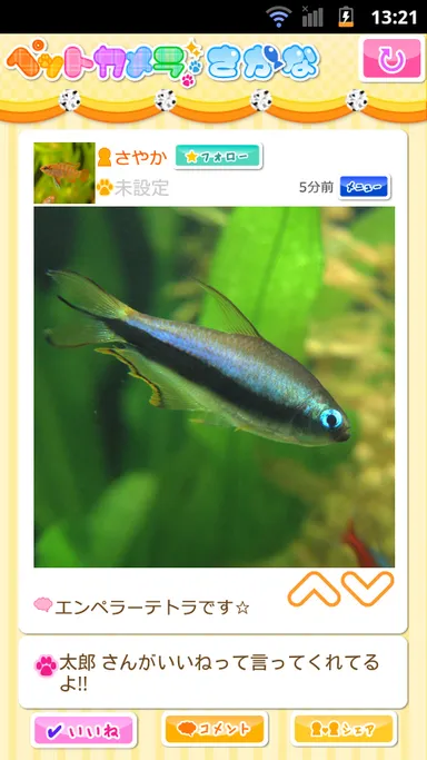 ペットカメラ さかな