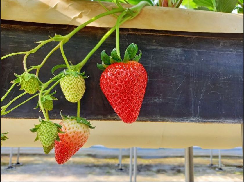 あべのハルカス近鉄本店で
「バーチャルいちご狩り」を初開催！
