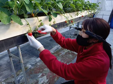 スマートグラスを装着した農園スタッフ