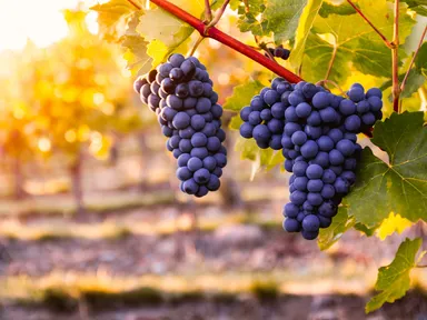 オーストラリアワインで有名な産地、バロッサバレー産ピノノワール