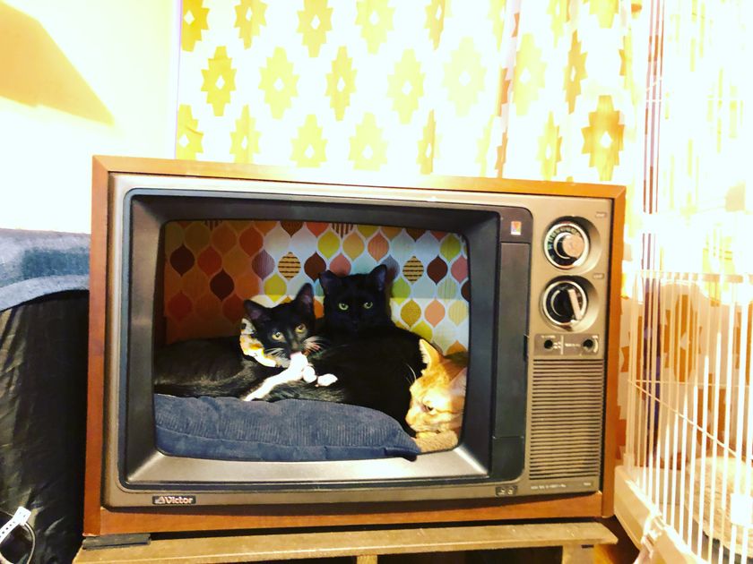 保護猫カフェ 漫画猫カフェねこのたつきクラウドファンディングを開始 漫画猫カフェねこのたつきのプレスリリース