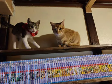 漫画1,200冊以上