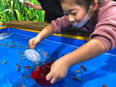 年中楽しめる金魚すくい