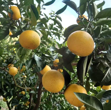 「まーくん家のはっさく」