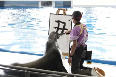 アシカの揮毫パフォーマンス