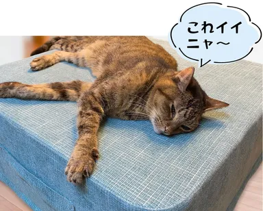 ペットも大喜び