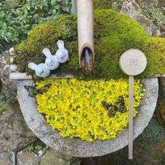 季節の花手水6
