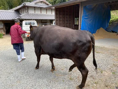 ブランド牛の三田牛