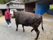 ブランド牛の三田牛