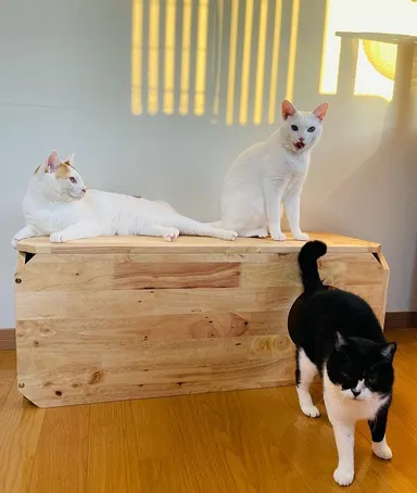 ペットベンチLサイズ