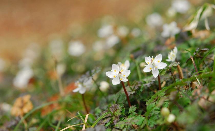 【六甲高山植物園】冬季特別開園・プレオープン
～雪を割って咲くバイカオウレンの群落～
