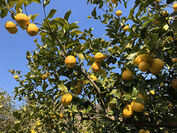 柑橘の産地　レモン