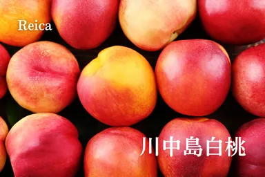 Reica「川中島白桃」