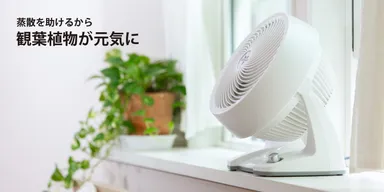 空気循環で観葉植物を元気に